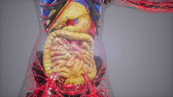 Anatomy Tomography Scan of Human Body