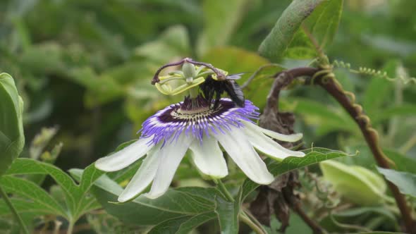Close up of a black bumblebee nectaring from a blue crown passion flower. Butterfly and green cuckoo