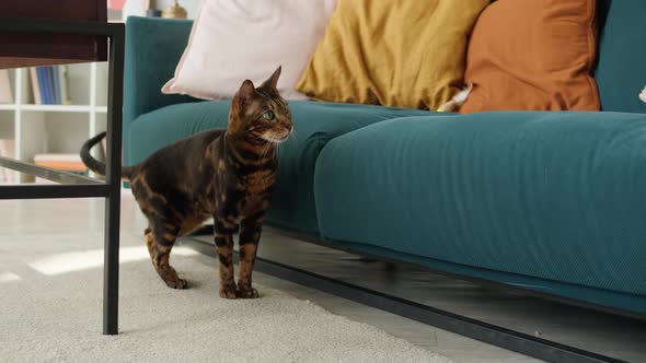 Bengal Cat Standing Near Sofa in Living Room