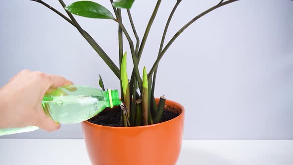 Woman's hand pours water from a bottle on beautiful zamioculcas home plant.