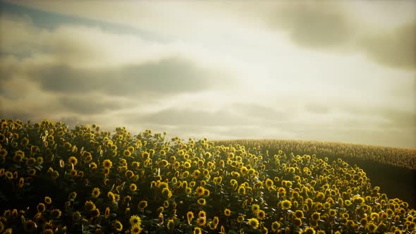 Sunflower Field and Cloudy Sky