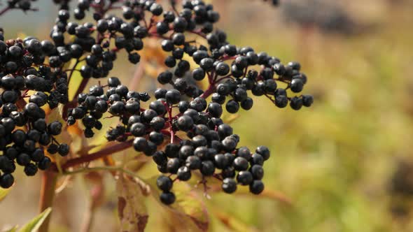 Sambucus ebulus field bush top 4K 2160p 30fps UltraHD footage - Danewort herbaceous elder plant 3840