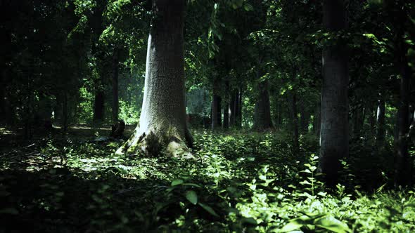 Thick Dark Forest with Moss and Sun Rays Shining Trough