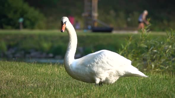 A swan ( Cygnus) passing by a creek. Slow motion