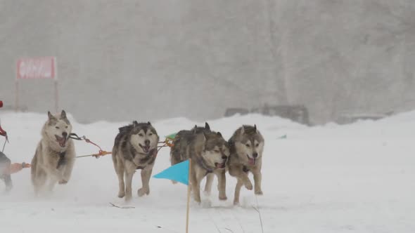 Husky Dog Team Participates in the Race