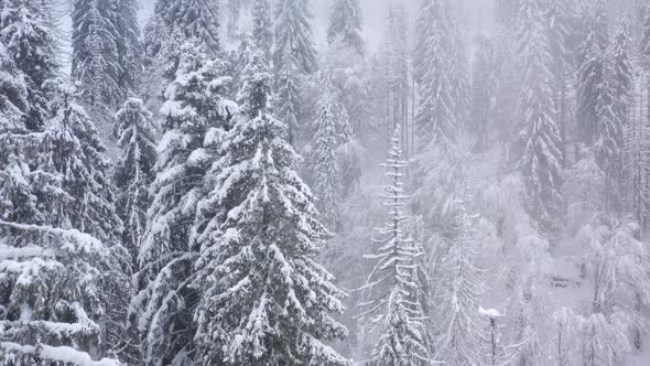 Rise Above the Coniferous Forest Covered with Snow