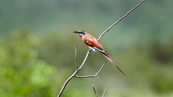 Southern Carmine Bee-eater in Mapungubwe National park, South Africa