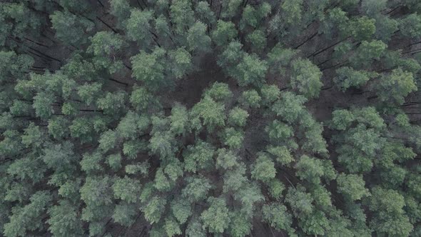 Green Pine Forest By Day Aerial View