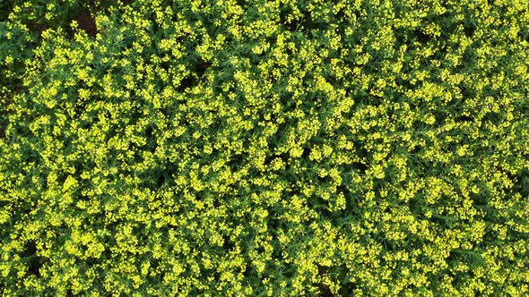 Top Shot on the Field with Yellow Flowers