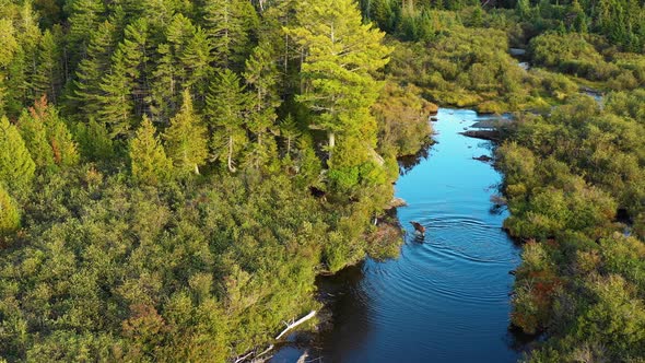 Aerial drone shot of a moose cow with two young calves being chased by a bull across a blue stream s