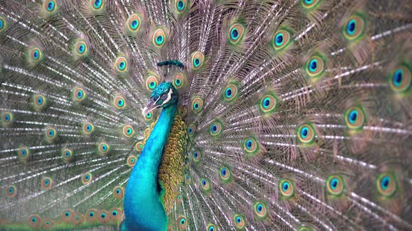 Peafowl with colorful expand its wing