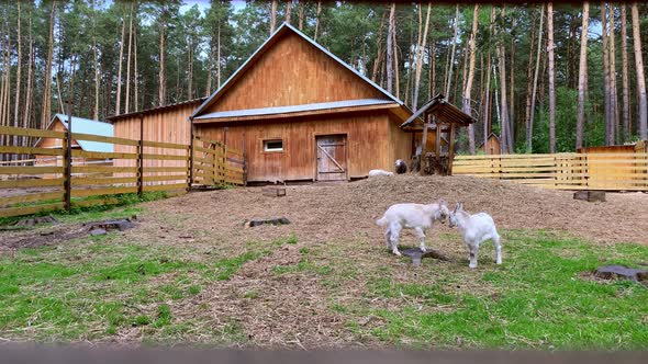 Two White Little Goats Play with Each Other on the Farm