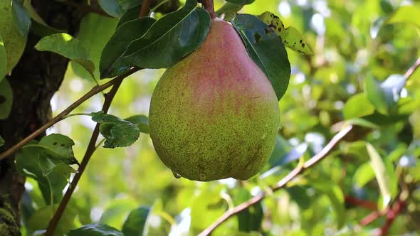 Pear hanging in a pear tree in an orchard in autumn 