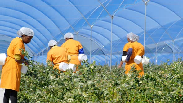 Workers picking blueberries in blueberry farm 4k