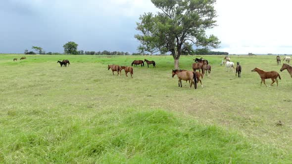 Green pastures of horse farms. Country summer landscape.