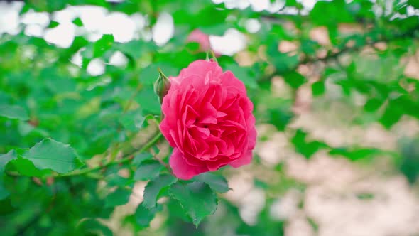 Beautiful Lush Rose of Rich Pink Closeup on a Blurred Background