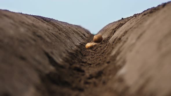 Close-up, in a Deep Furrow in the Ground, Soil, Potato Tubers Fall. Planting Potatoes in Spring