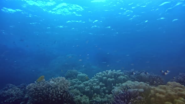 Sea turtle swimming gracefully by the coral reef.