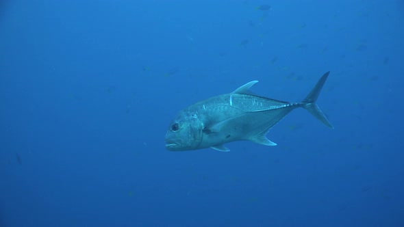 Jackfish passing close in blue ocean