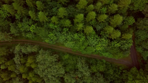 Top Down View on Summer Forest and Path Through Trees