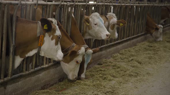 Cows that do not like feed.