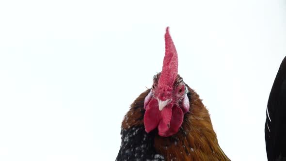 Rooster Milfler Isolated at White Background in Studio