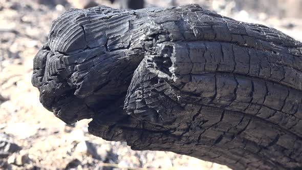 Black Tree Trunk and Branch With Ash After a Forest Fire