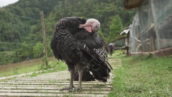 Close up of Black Turkey animal standing on the wooden path, cleaning himself and watching into dist