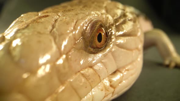 Blue-tongued Lizard Showing His Blue Tongue at Black Background