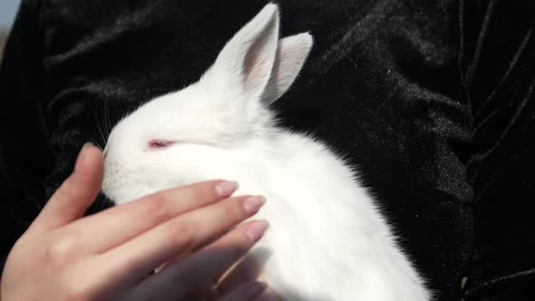 Beautiful young woman with white rabbit on her hands in the countryside