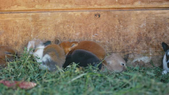 Little Rabbits Sit in a Cage