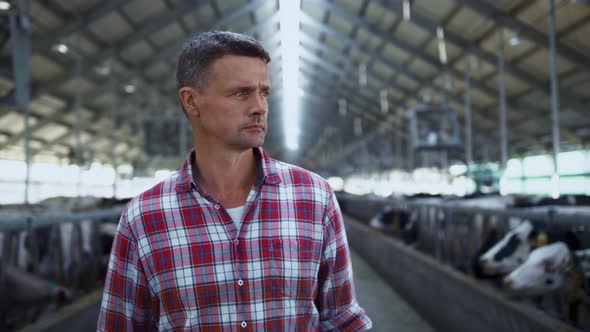 Livestock Specialist Walking Farm Between Cows Rows Inspecting Cowshed Close Up