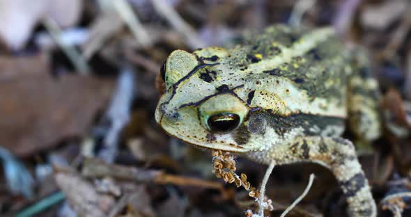 Static macro video of Gulf Coast Toad Incilius valliceps.  Camera view is from front and left side.