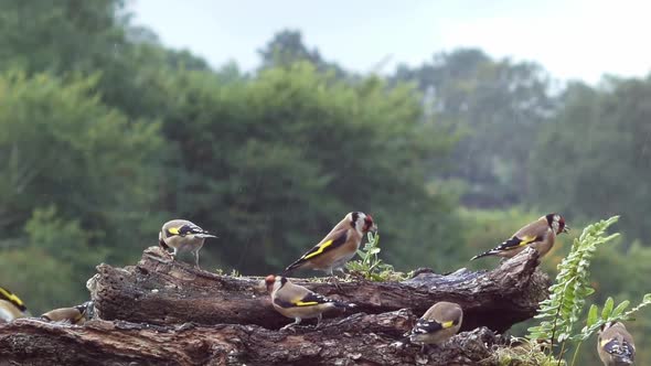 Flock of European goldfinches at feeding station in a rain shower