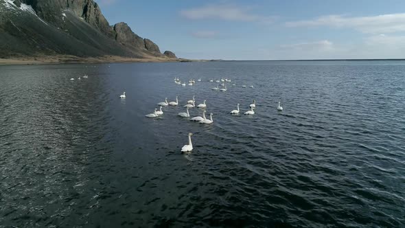 Flock of Wild Geese on a Mountain Lake in Iceland