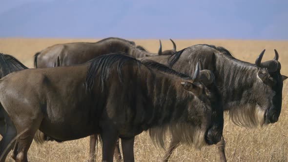 Gnus in Masai Mara