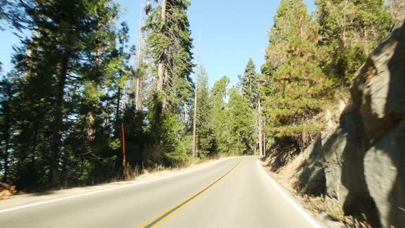 Driving Auto in Sequoia Forest Perspective View From Car