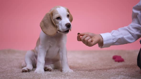 Father and Son Feeding Beagle Dog From Hand Stroking New Family Pet, Animal Care