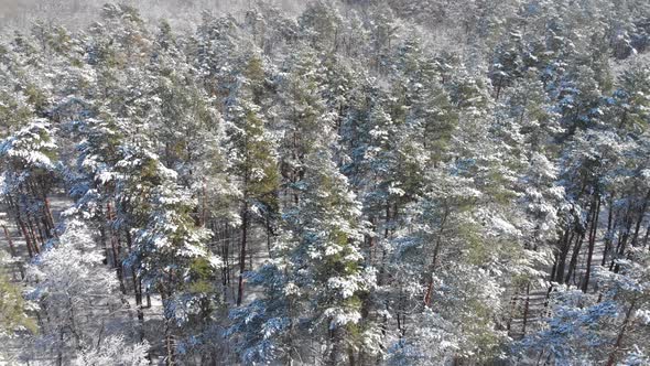 Beautiful Winter Forest