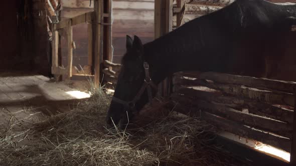 View of a Cozy Stable with a Brown Horse That Feeds on Hay After Sleeping on an Autumn Day