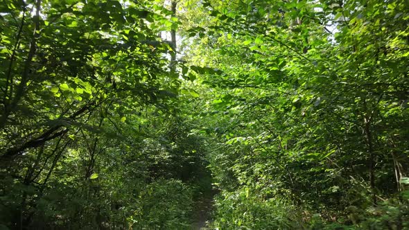 Green Forest with Trees By Day