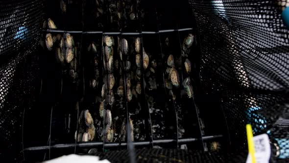 Peeking inside a basket in aerated tank with abalone; sustainable aquaculture