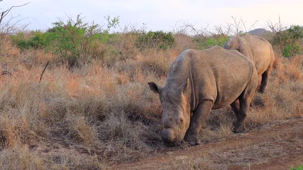 White Rhinos eat dry roadside grasses in the Thanda Private Reserve