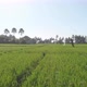 Aerial view over a beautiful green rice field in Bali Indonesia - VideoHive Item for Sale