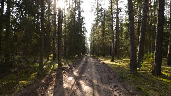 Pine Forest