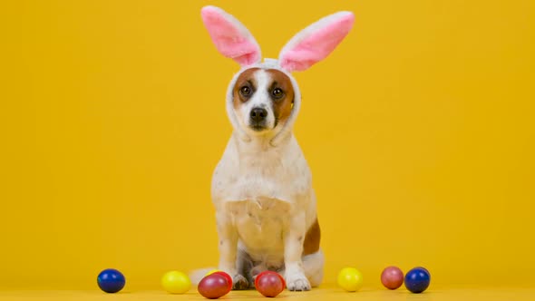 funny dog wears Easter bunny ears sitting next to colorful Easter eggs