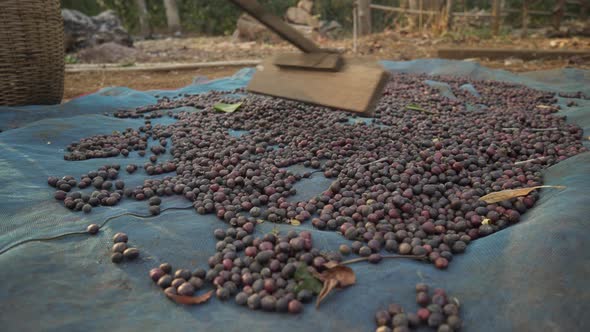 Drying coffee beans on sun. Rolling coffee beans with wooden tool. Coffee farm plantation. Asia Laos