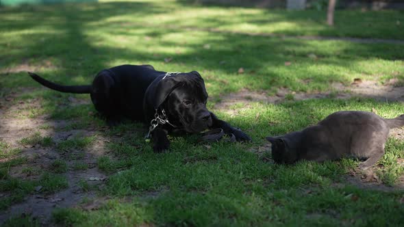 Cane Corso Lying on Green Meadow Barking Sniffing Cat Approaching Eating Food