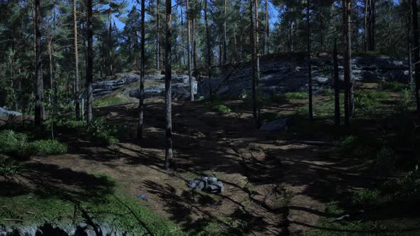 Pine Forest on the Mountainside