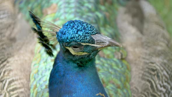 Macro close up of tropical Peacock resting with closed eyes in wilderness during daytime - prores 4k